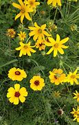 Image result for Texas Fall Wildflowers