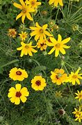 Image result for Texas Wildflowers