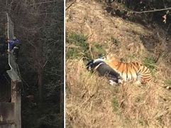 Image result for Zhang Mauled by Tiger