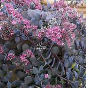 Image result for Sedum Bertram Anderson