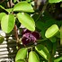 Image result for Akebia quinata
