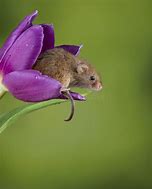 Image result for Wild Mice