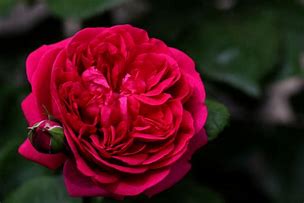 Image result for Rosa The Dark Lady (r)