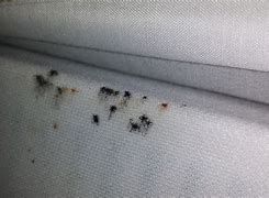 Image result for Bed Bug Feces