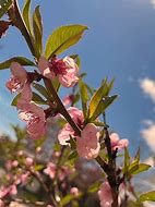 Image result for Peach Tree Pollination Chart