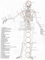 Image result for Anatomy Circle Drawing