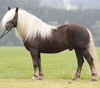 Image result for Black Forest Chestnut Horse