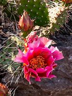 Opuntia erinacea var. utahensis に対する画像結果