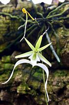 Image result for rare orchids