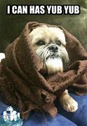 Image result for Ewok Dog Meme