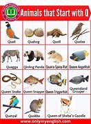 Image result for Animal with Beak Starting From Letter Q