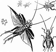 Image result for Common House Cricket Transparent