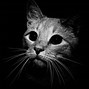 Image result for Black and White Cat Background