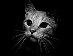 Image result for Pretty Black and White Cat