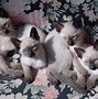 Image result for Great Pet Cats