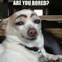 Image result for mad dogs memes