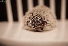 Image result for Hedgehog Family