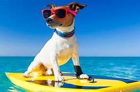 Image result for las vacaciones