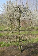 Image result for Pyrus communis Conference
