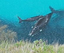 Image result for Russian exercise threat to whales