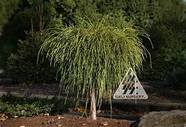 Image result for Thuja Whipcord