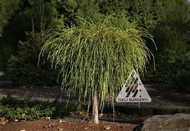 Image result for Thuja Whipcord