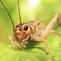 Image result for Cricket Insect