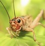 Image result for Garden Cricket Identification