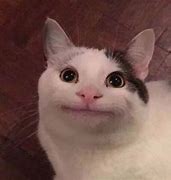 Image result for Noooooo Meme Gato