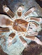 Image result for King Baboon Spider