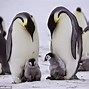 Image result for Penguin Cooling Case