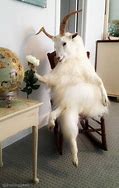 Image result for Taxidermy Goat Meme