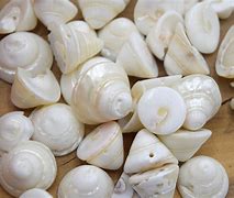 Image result for Coquillage Cône