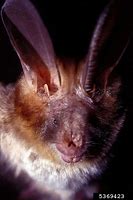 Image result for Bat Squeaking