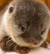 Image result for Cute Fuzzy Baby Otters