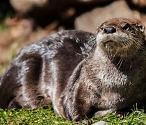 Image result for Otter Pouch