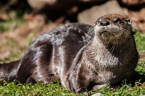 Image result for Otter Defender