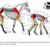 Image result for Deer Jaw Bone Illustration