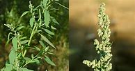 Image result for Identifying Wild Edible Plants