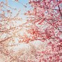 Image result for Tokyo Imperial Palace Cherry Blossoms