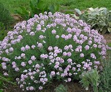 Image result for Aethionema grandiflorum Pulchellum Group