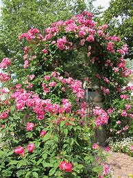 Image result for Roses Climbing Cottage