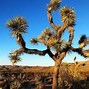 Image result for Joshua Tree National Park