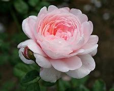 Image result for Pink PicArts