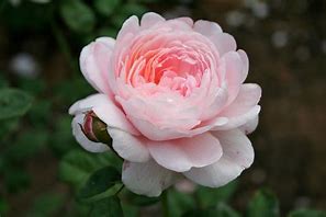 Image result for Fundo Rose Gold