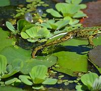Image result for Galaxy Frog Real
