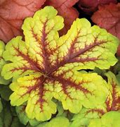 Image result for Heucherella Alabama Sunrise ®