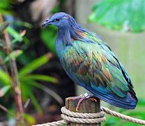 Image result for Turquoise Animals