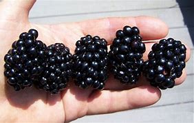 Image result for Apache Blackberry Bush