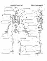 Image result for Skeletal System Worksheet Human Body